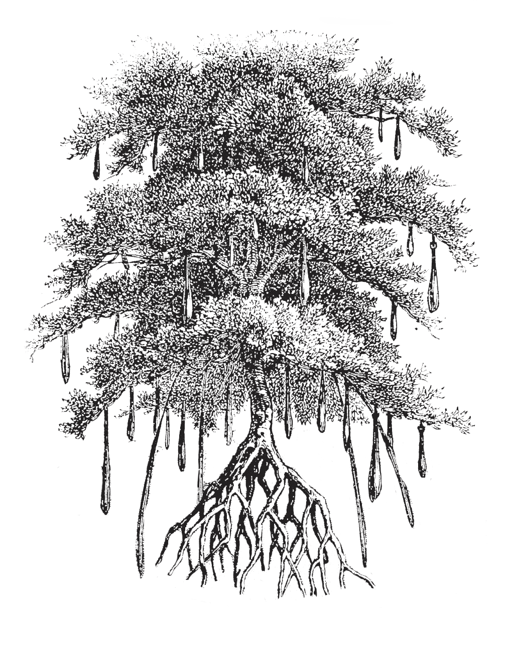 arbre palétuvier
